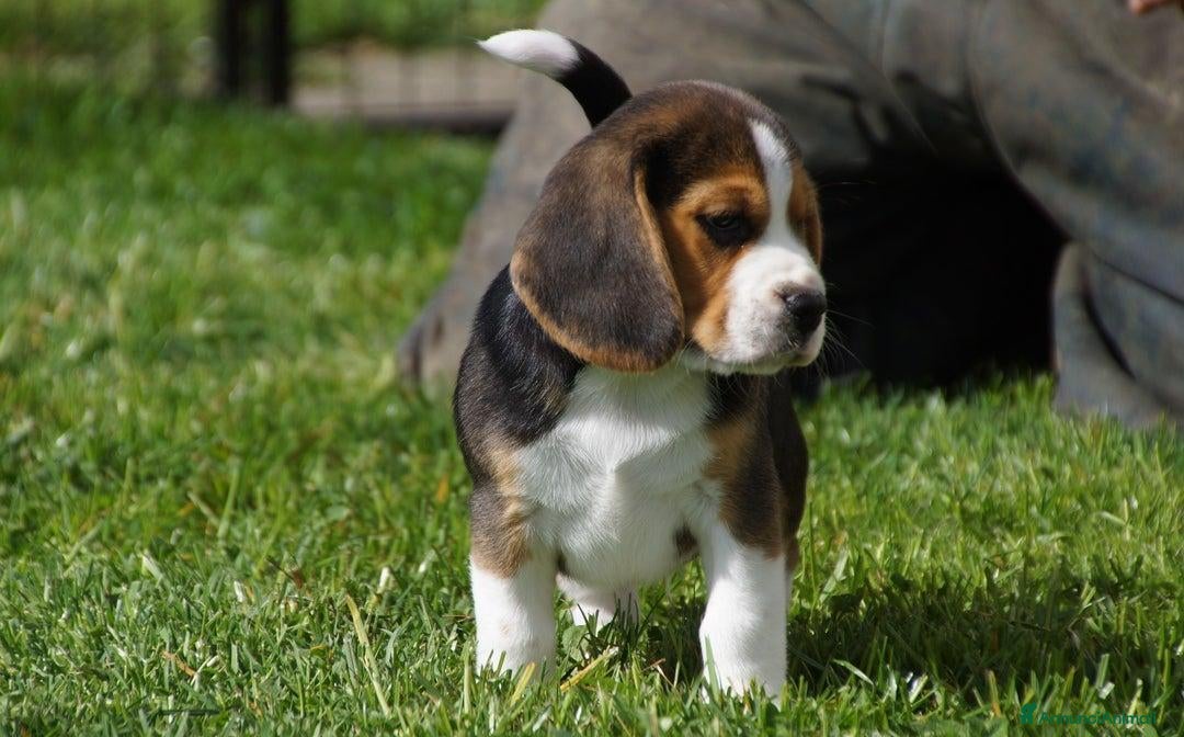 Beagle cani in vendita: Cuccioli di Beagle robusti e magnifici, KC Reg a Città metropolitana di Milano - Immagine 12