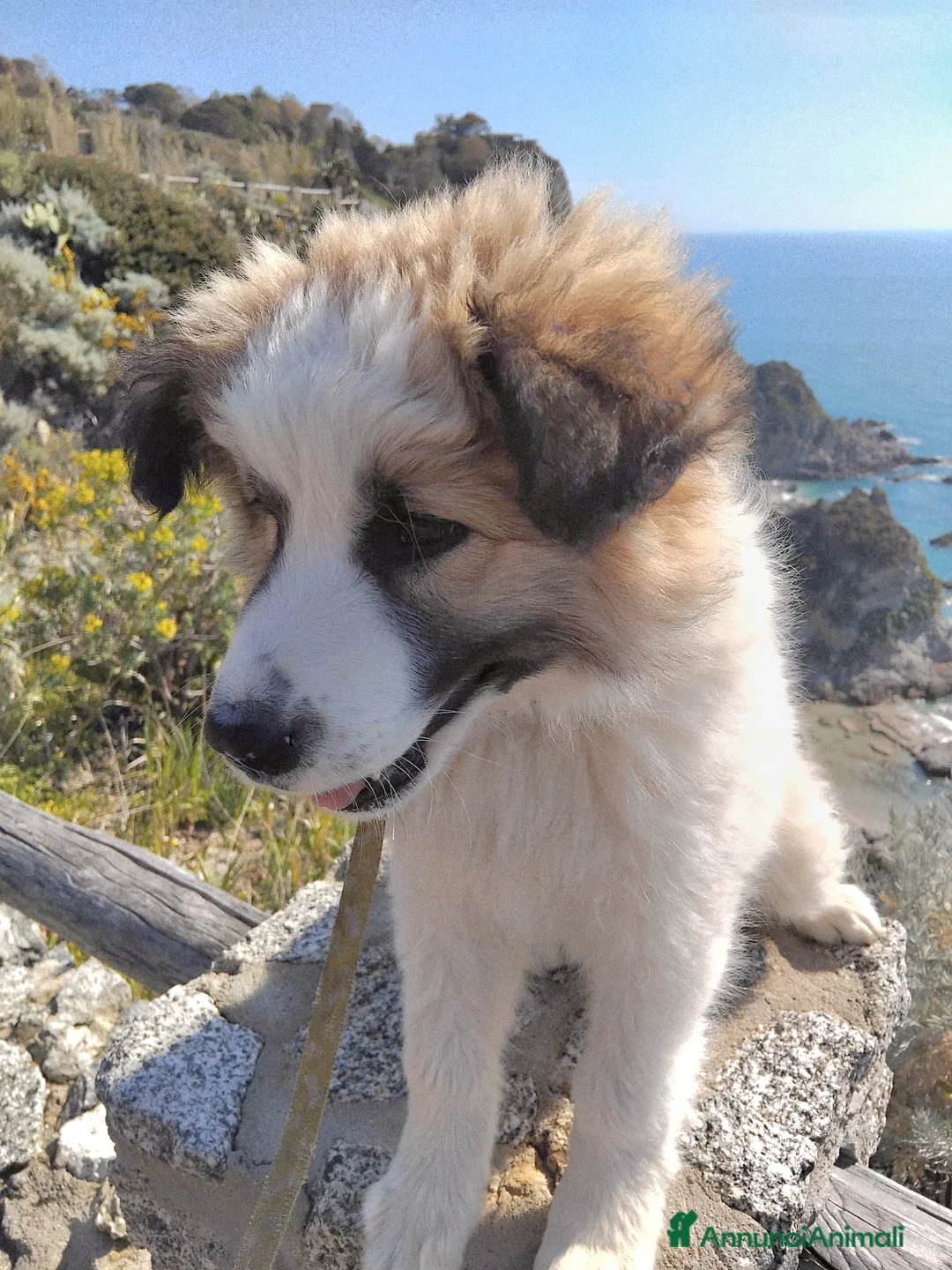 Meticcio cani in regalo: UNA MAMMA PER TOMMY a Provincia di Varese - Annuncio 4