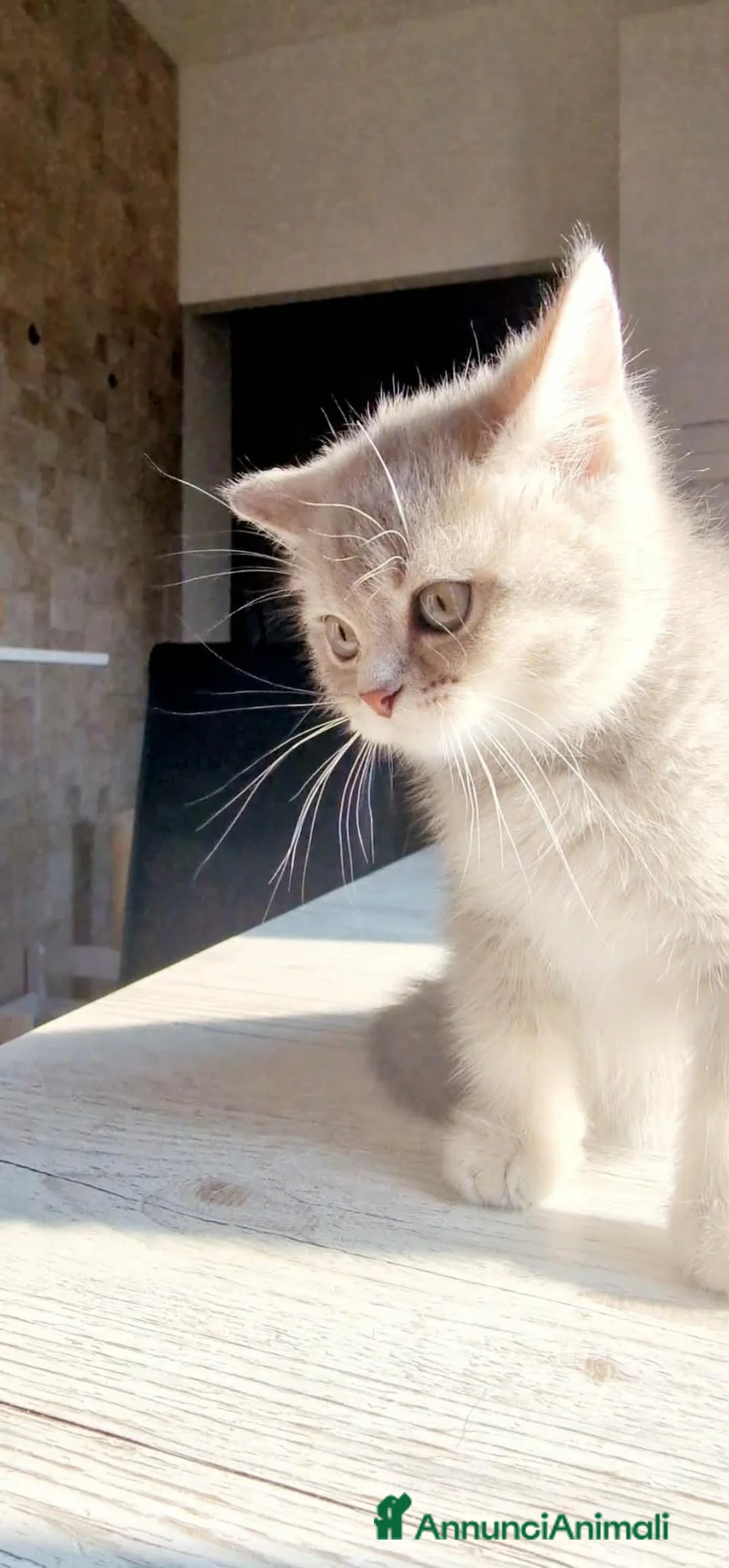 British gatti in vendita: Ultimo maschietto British colore Blue Gold  - Annuncio 7