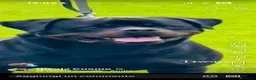 Rottweiler cani in vendita: Cuccioli di Rottwelier con pedigree  - Annuncio 2