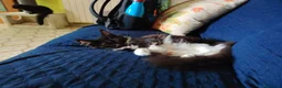 Maine Coon gatti in vendita: Meravigliosa e dolcissima gattina Maine Coon - Annuncio 5