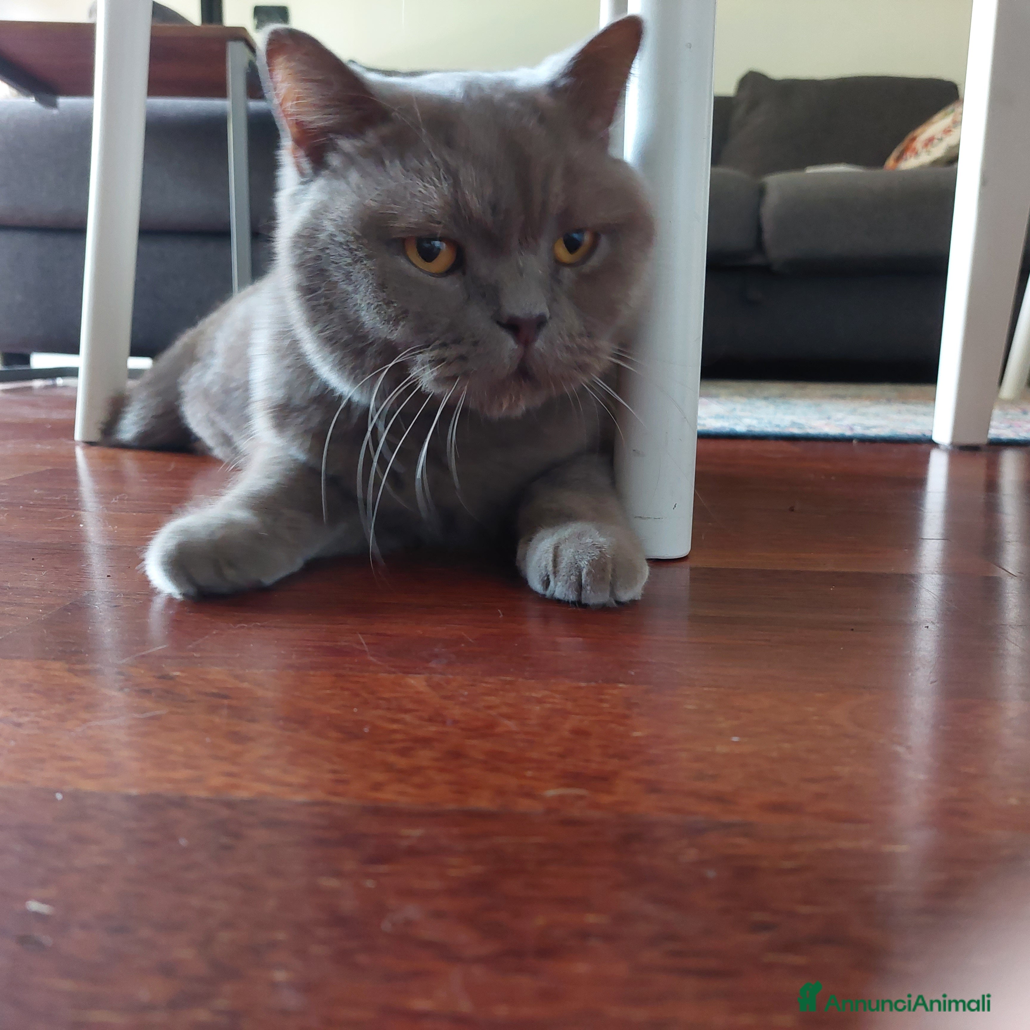 British gatti Pippo cerca una famiglia - Annuncio 1