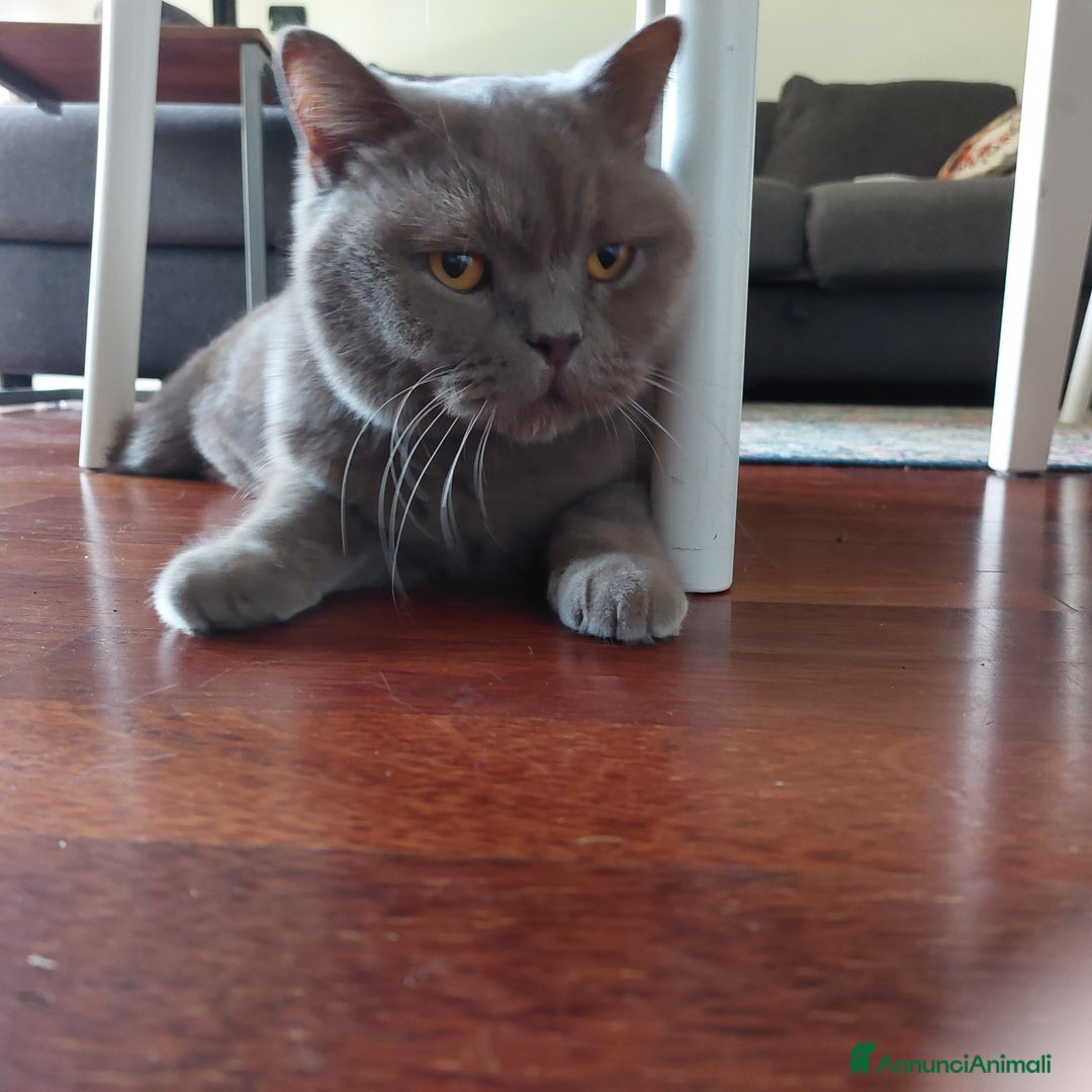 British gatti in regalo: Pippo cerca una famiglia - Annuncio 1