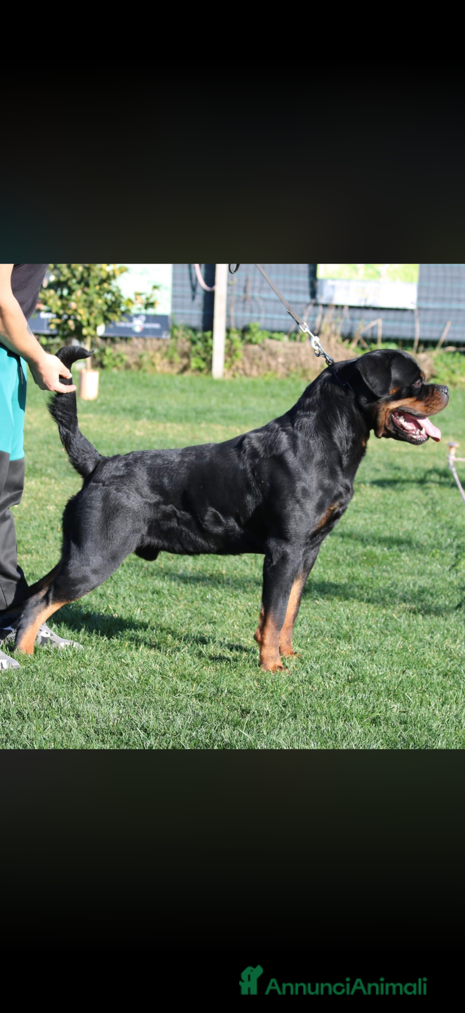 Rottweiler cani in vendita: Cuccioli di Rottwelier con pedigree  - Annuncio 11