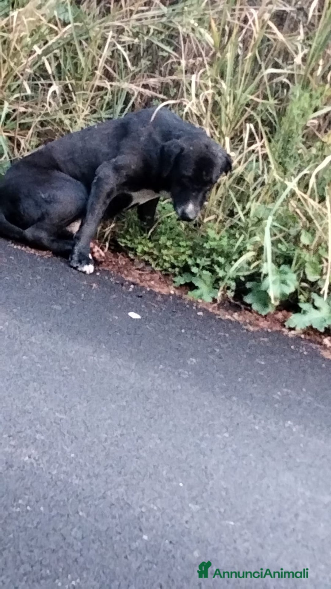 Meticcio cani in regalo: NEANCHE UNA RICHIESTA PER QUESTO NONNINO!?!? - Annuncio 1