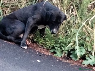 Meticcio cani NEANCHE UNA RICHIESTA PER QUESTO NONNINO!?!? - Annuncio 3