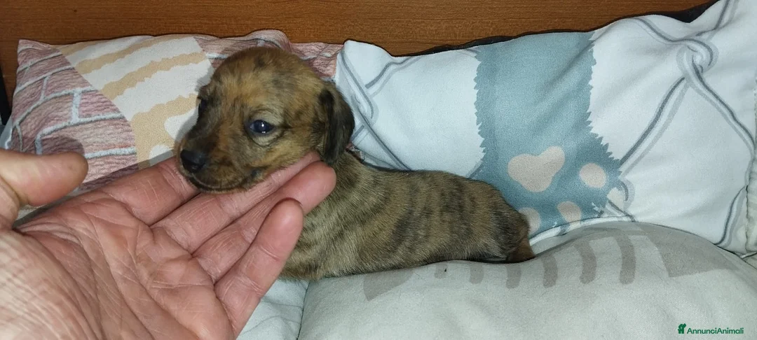 Bassotto cani in vendita: Bassotti tedeschi  - Annuncio 3