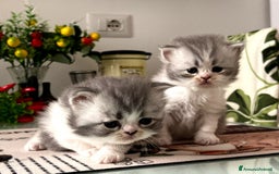 Persiano gatti in vendita: Gattini persiano bicolore a Città metropolitana di Messina - Immagine 22