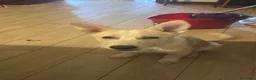 Meticcio cani in regalo: Gigi cinque mesi meticcio taglia media  - Annuncio 3
