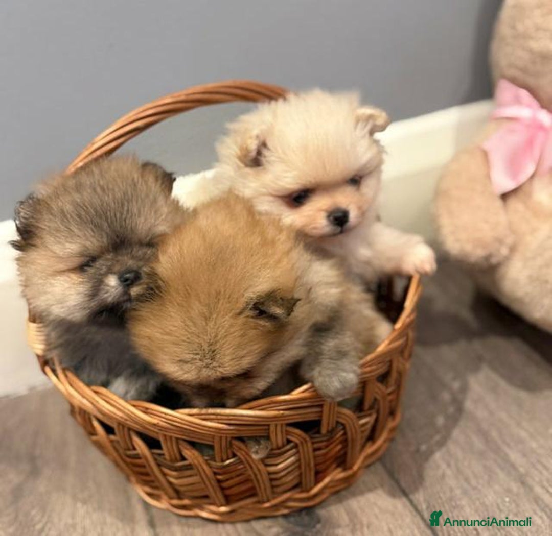 Volpino Pomerania cani in vendita: Bellissimi cuccioli di Pomerania di razza pura  - Annuncio 19