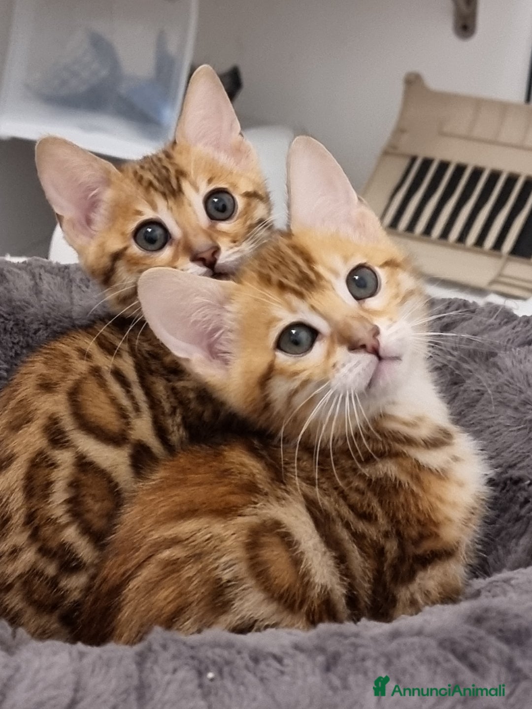 Bengala gatti in vendita: Bengala  - Annuncio 12