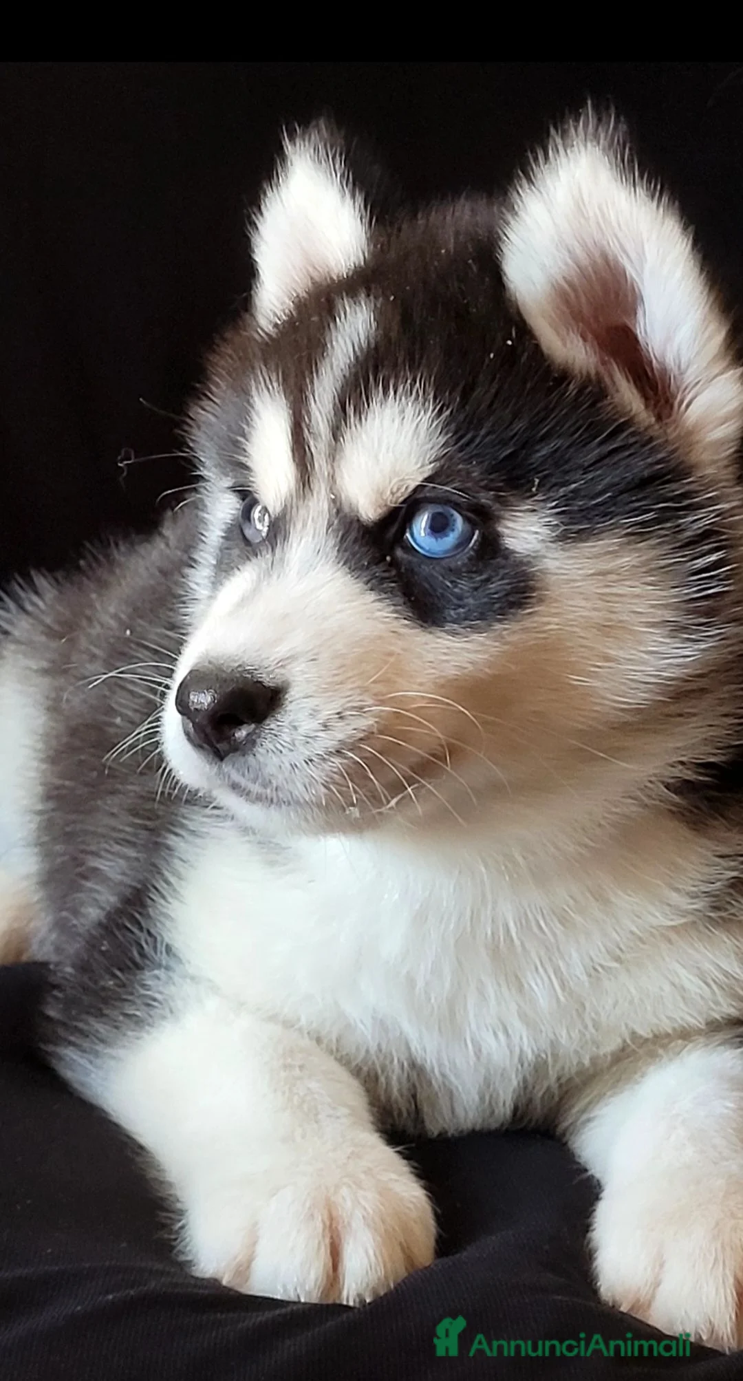 Husky cani in vendita: SIBERIAN HUSKY CUCCIOLATA CON PEDIGREE  - Annuncio 2