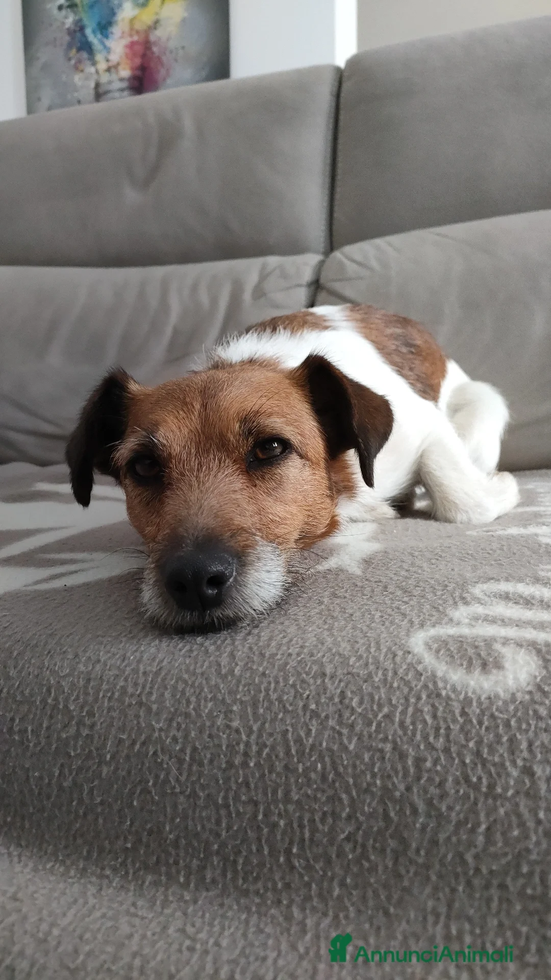 Jack Russell cani in regalo: Jack Russell Terrier Broken intera 3 anni e mezzo - Annuncio 9