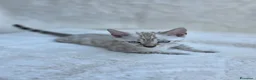 Bengala gatti in vendita: Cucciolo gatto bengala  - Annuncio 11