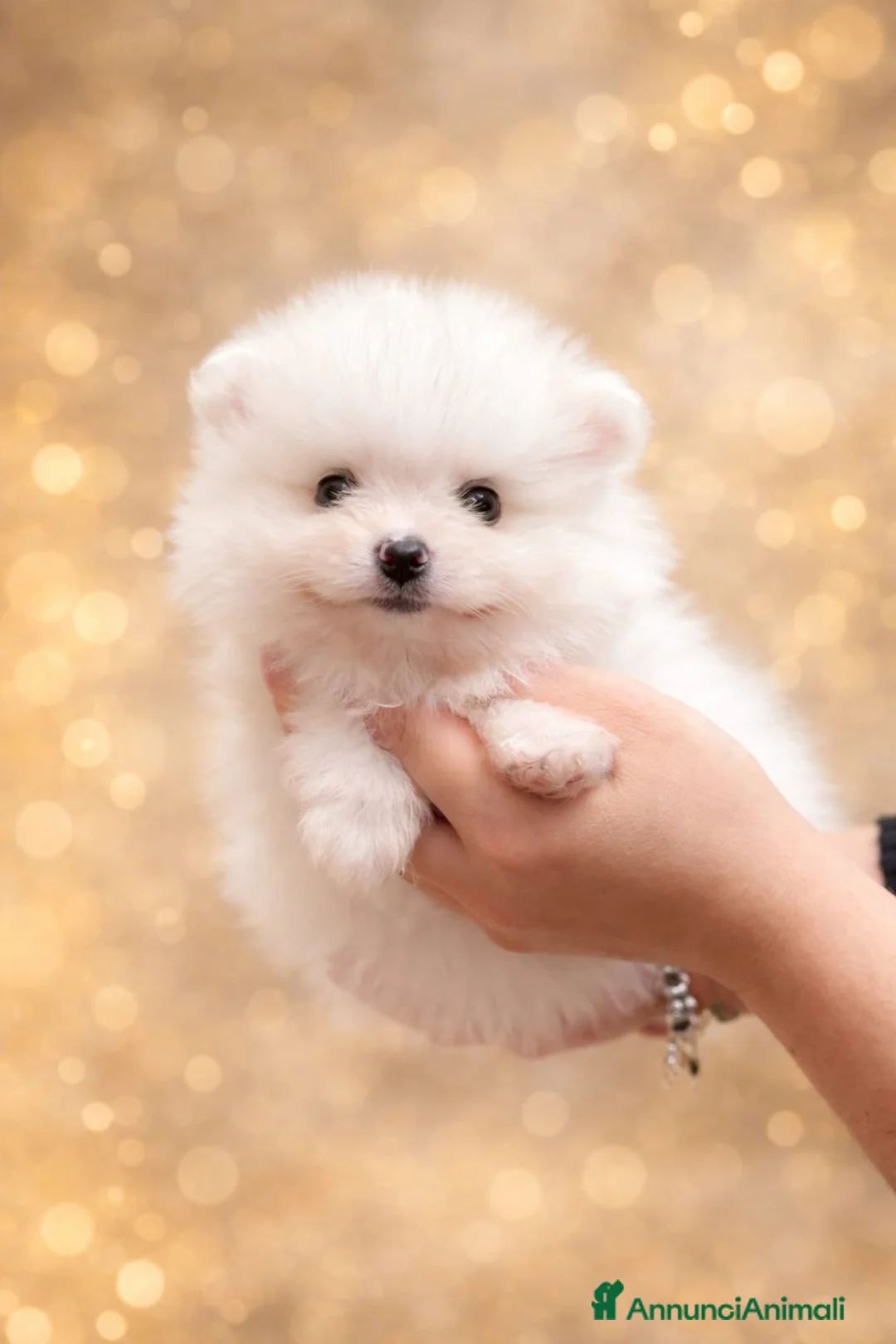 Volpino Pomerania cani in vendita: CUCCIOLI DI SPITZ DI POMERANIA COM PEDIGREE - Annuncio 1