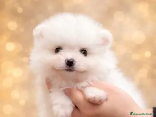 Volpino Pomerania cani CUCCIOLI DI SPITZ DI POMERANIA COM PEDIGREE - Annuncio 1