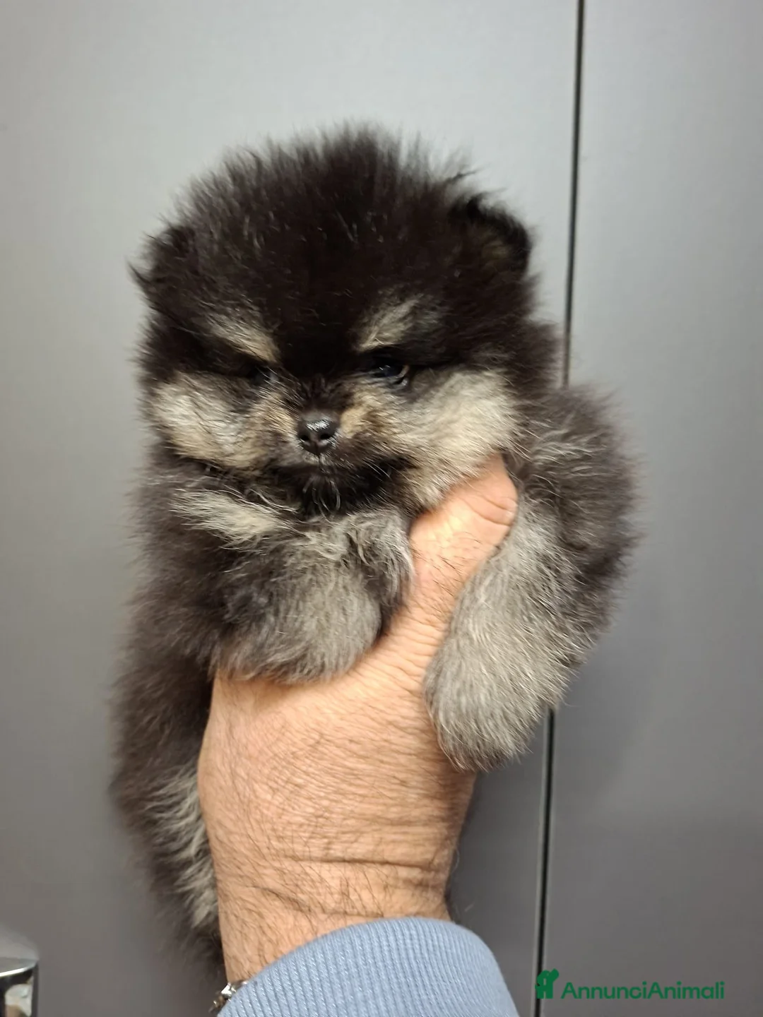 Volpino Pomerania cani in vendita: Pomerania nano maschio - Annuncio 2