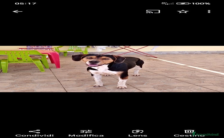 Beagle cani a Città metropolitana di Roma Capitale - Annuncio 1