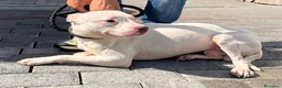 Meticcio cani in regalo: MALIBU' PIT CANDIDO - Annuncio 3