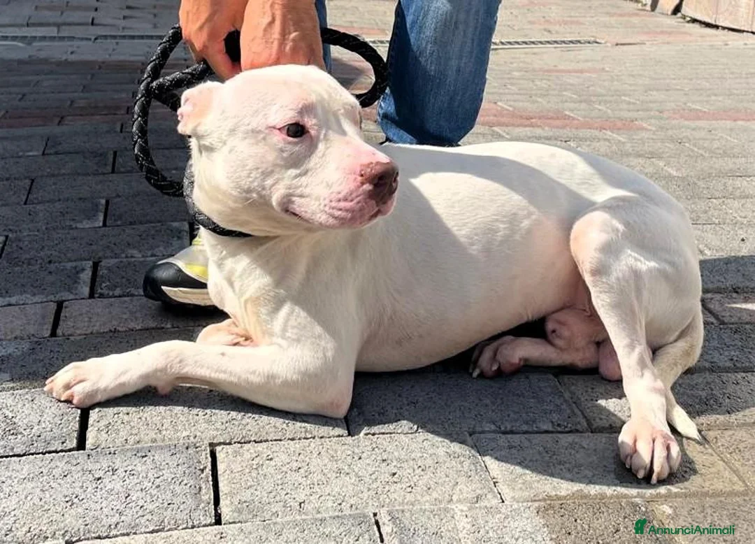 Meticcio cani in regalo: MALIBU' PIT CANDIDO - Annuncio 3