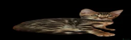 Bengala gatti in vendita: Splendidi gattini del Bengala  - Annuncio 9
