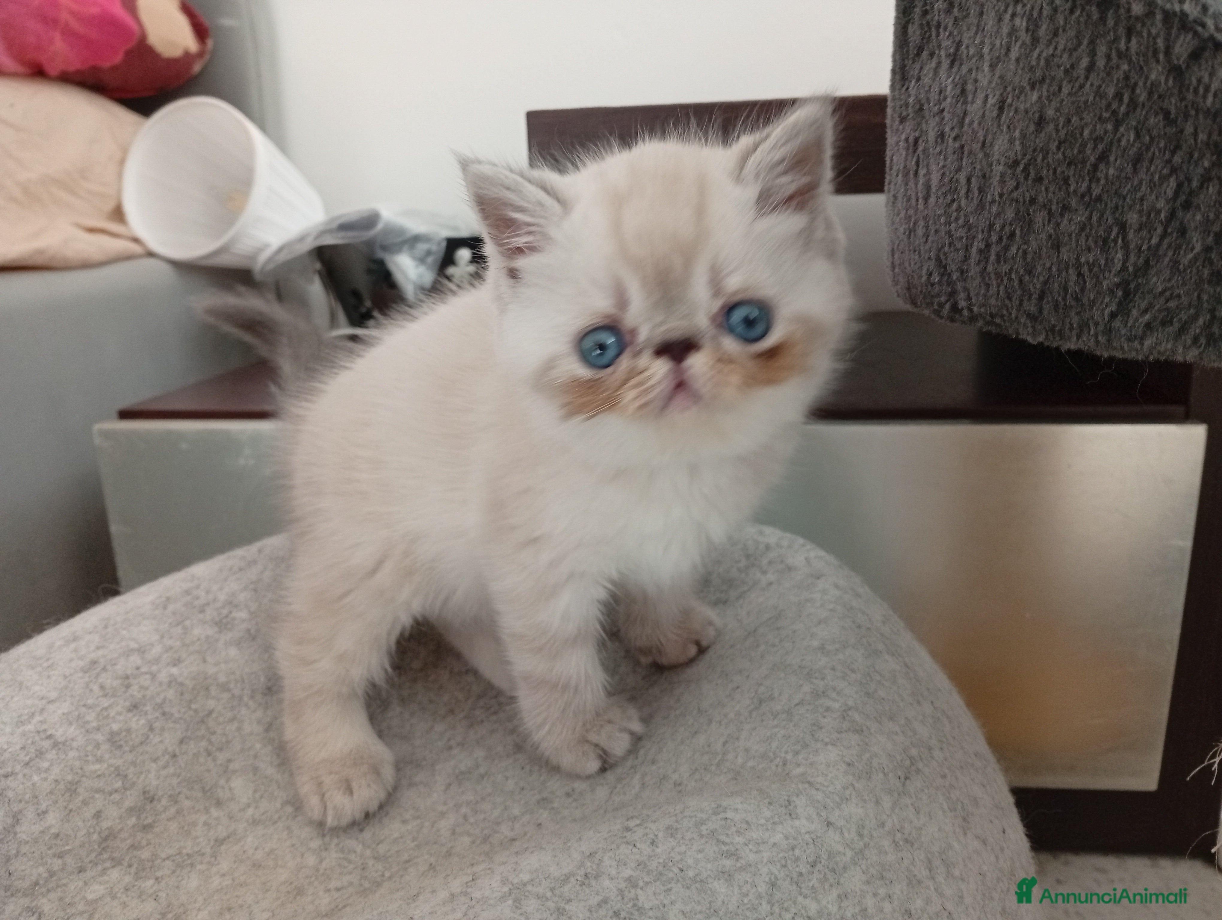 Exotic Shorthair gatti Exotic Shorthair  - Annuncio 4