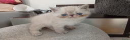 Exotic Shorthair gatti in vendita: Exotic Shorthair  - Annuncio 1