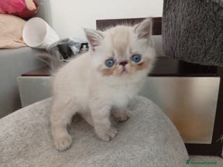 Exotic Shorthair gatti Exotic Shorthair - Annuncio 4