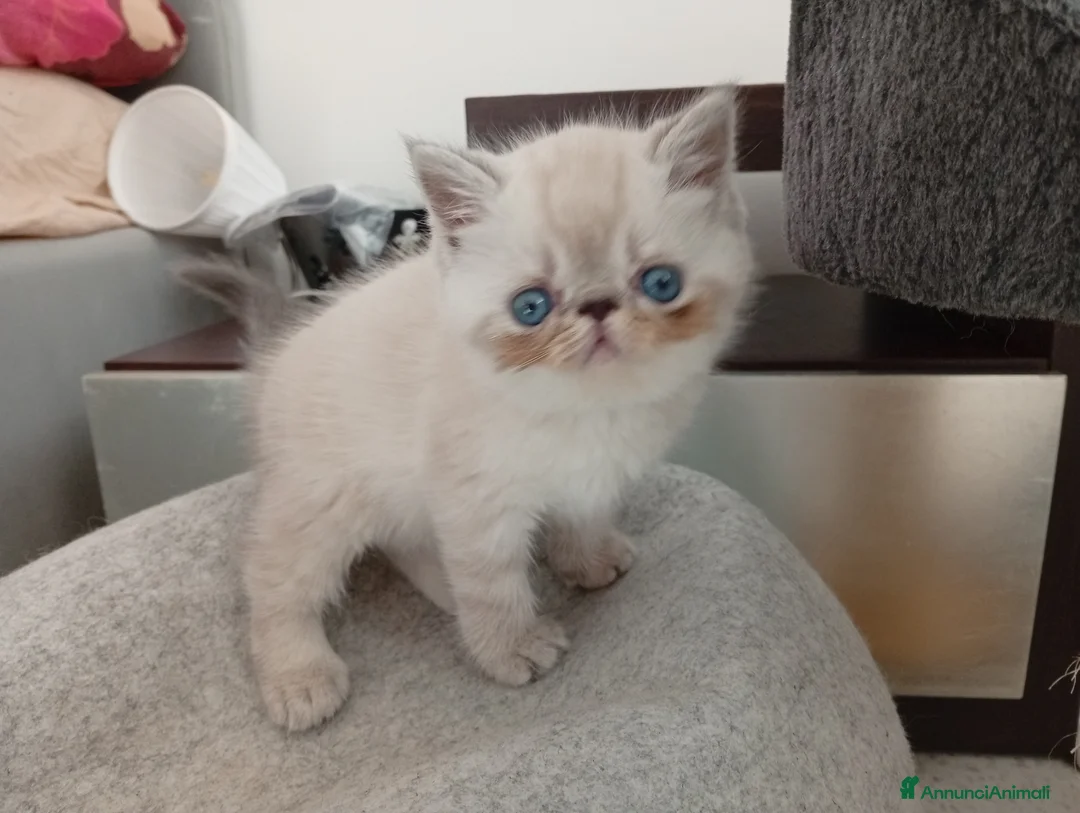 Exotic Shorthair gatti in vendita: Exotic Shorthair  - Annuncio 1