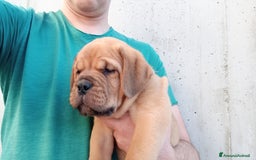 Dogue de Bordeaux cani in vendita: Disponibili Cuccioli di Dogue de Bordeaux a Provincia di Modena - Immagine 6