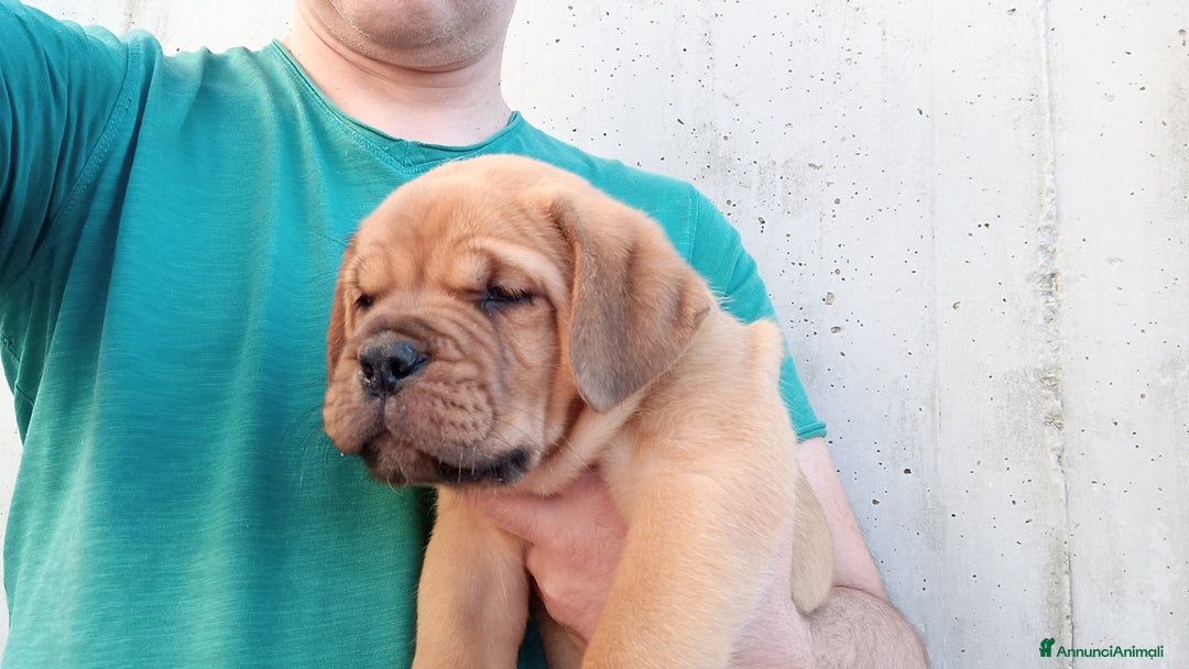 Dogue de Bordeaux cani in vendita: Disponibili Cuccioli di Dogue de Bordeaux a Provincia di Modena - Immagine 6