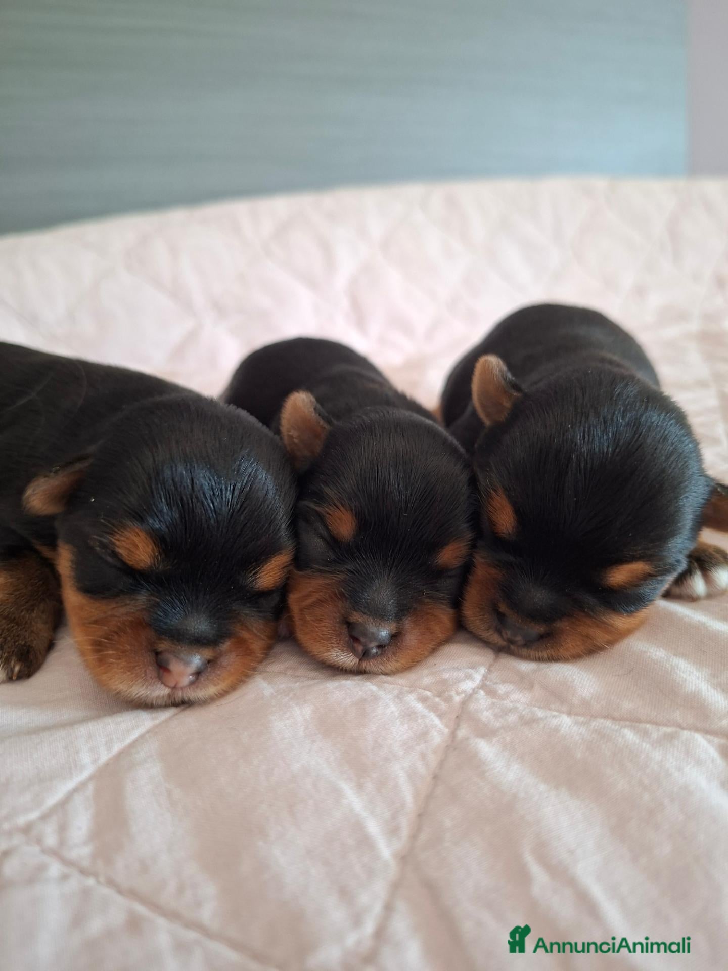 Yorkshire cani Yorkshire Terrier cuccioli  - Annuncio 2