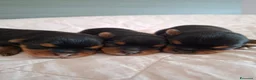Yorkshire cani in vendita: Yorkshire Terrier cuccioli  - Annuncio 1