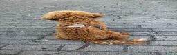 Barboncino Toy cani in vendita: cane molto giocherellone é molto cucciolo  a Città Metropolitana di Napoli - Annuncio 2