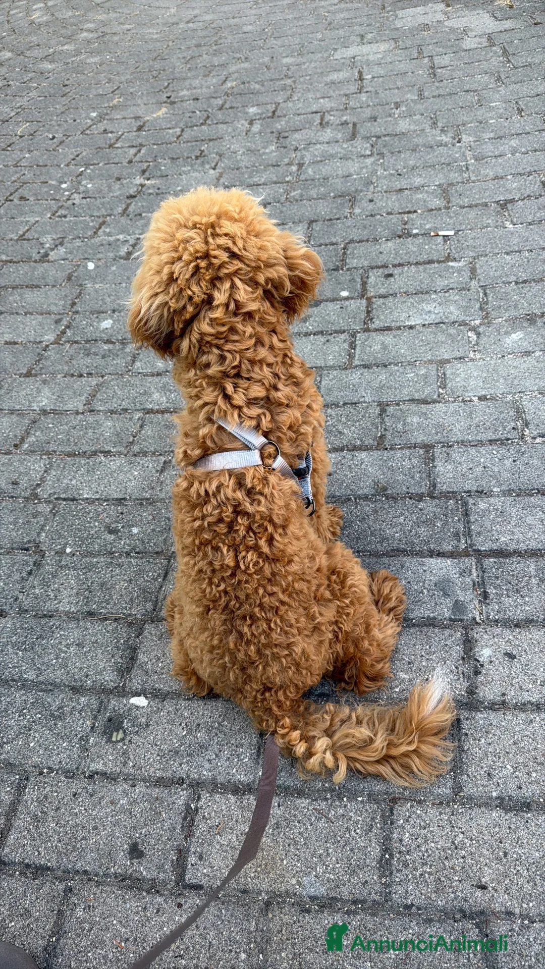 Barboncino Toy cani in vendita: cane molto giocherellone é molto cucciolo  a Città Metropolitana di Napoli - Annuncio 2