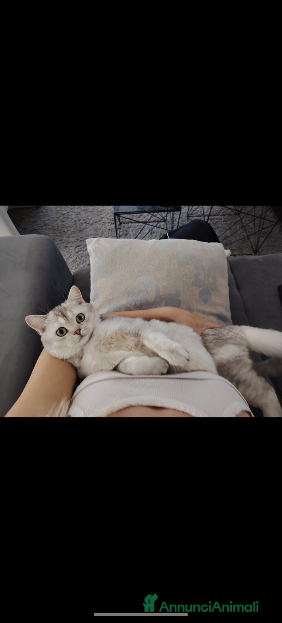 Scottish gatti Cercasi Scottish maschio per monta  - Annuncio 1