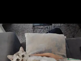 Scottish gatti Cercasi Scottish maschio per monta - Annuncio 1