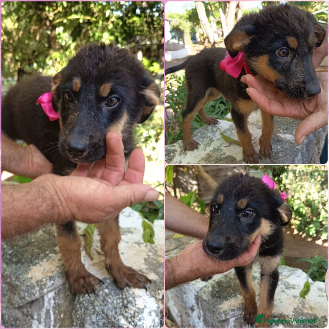 Meticcio cani in regalo: UVETTA ASPETTA UNA MAMMA  a Provincia di Varese - Immagine 4