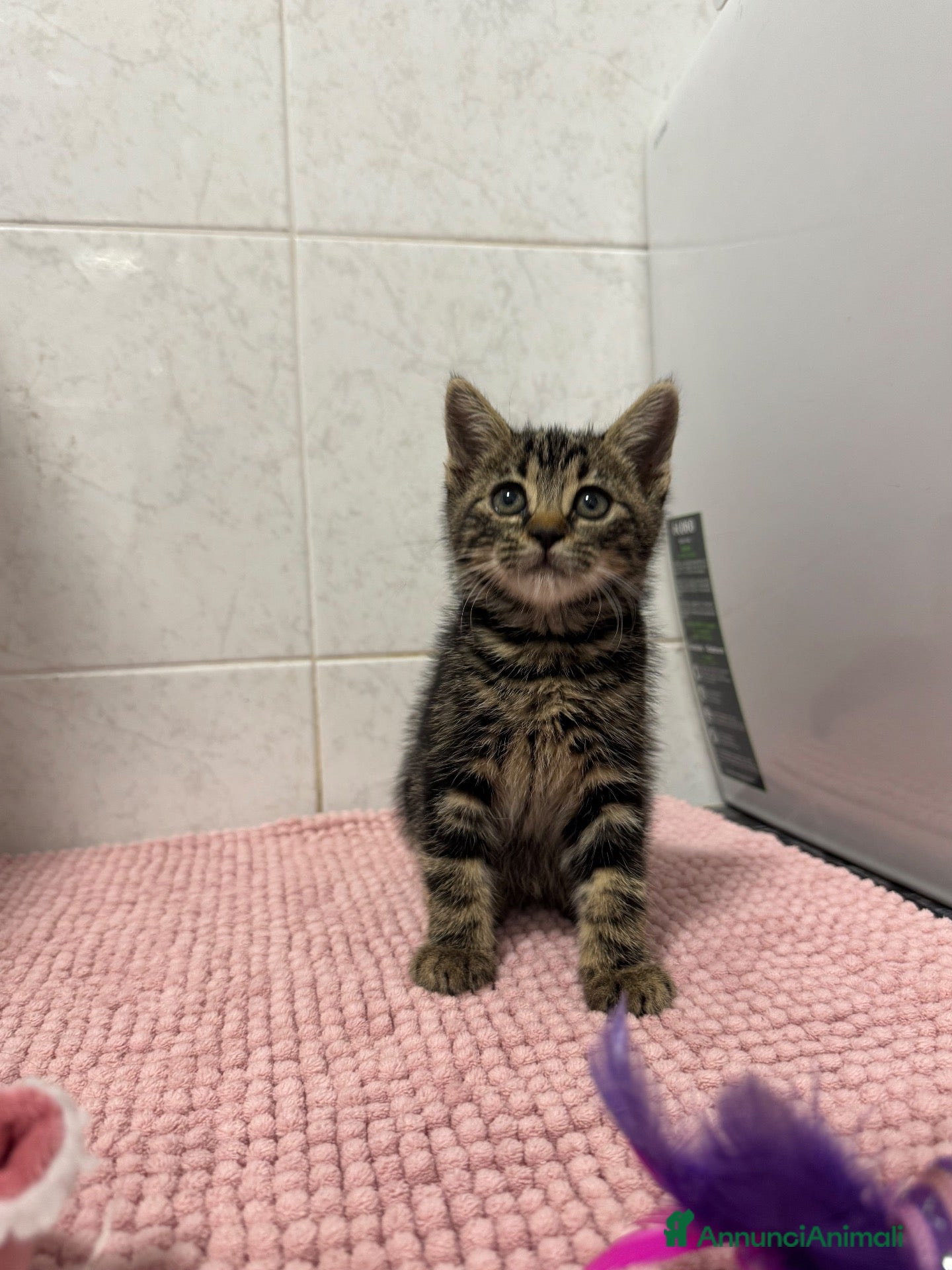 Europeo gatti in regalo: Cuccioli di 2 mesi in adozione - Annuncio 1