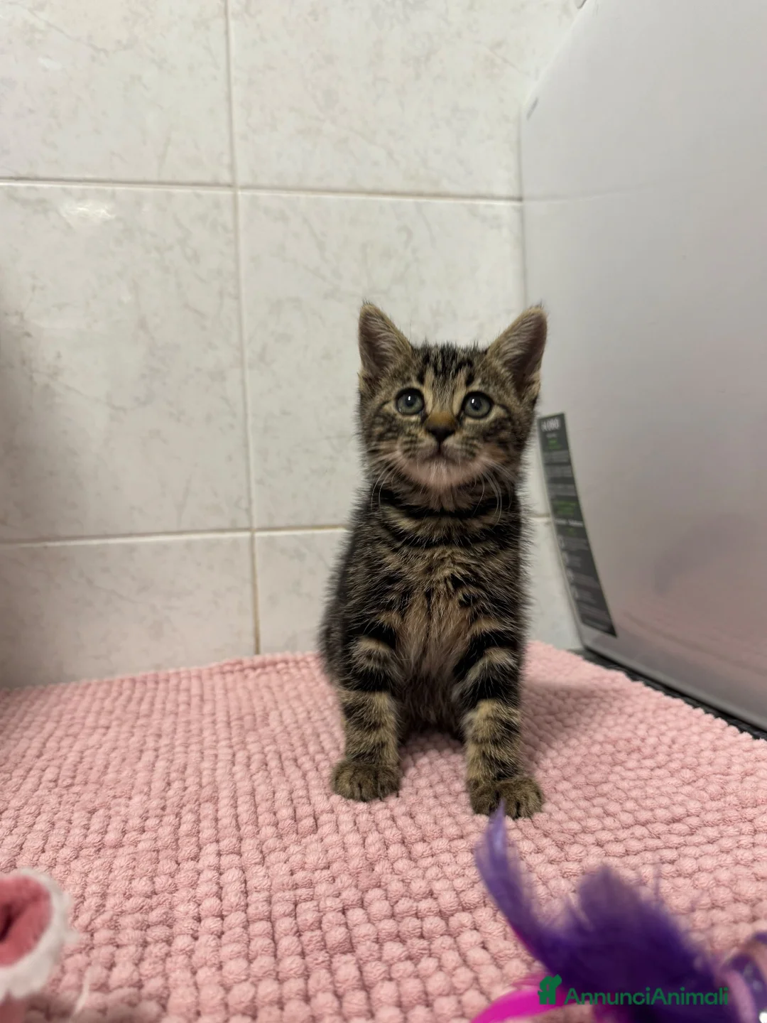 Europeo gatti in regalo: Cuccioli di 2 mesi in adozione a Provincia di Verona - Annuncio 1