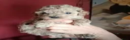 Barboncino Toy cani in vendita: Cuccioli barboncino - Annuncio 4