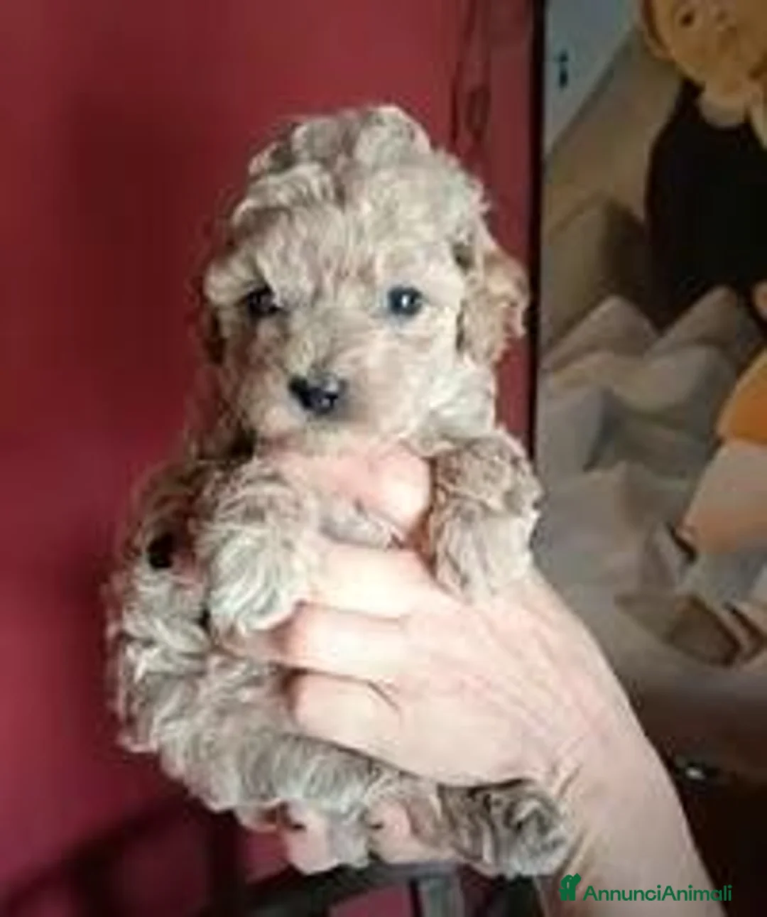 Barboncino Toy cani in vendita: Cuccioli barboncino - Annuncio 4