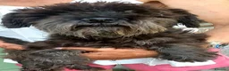 Mini Schnauzer cani in vendita: SCHNAUZER NANO  - Annuncio 2
