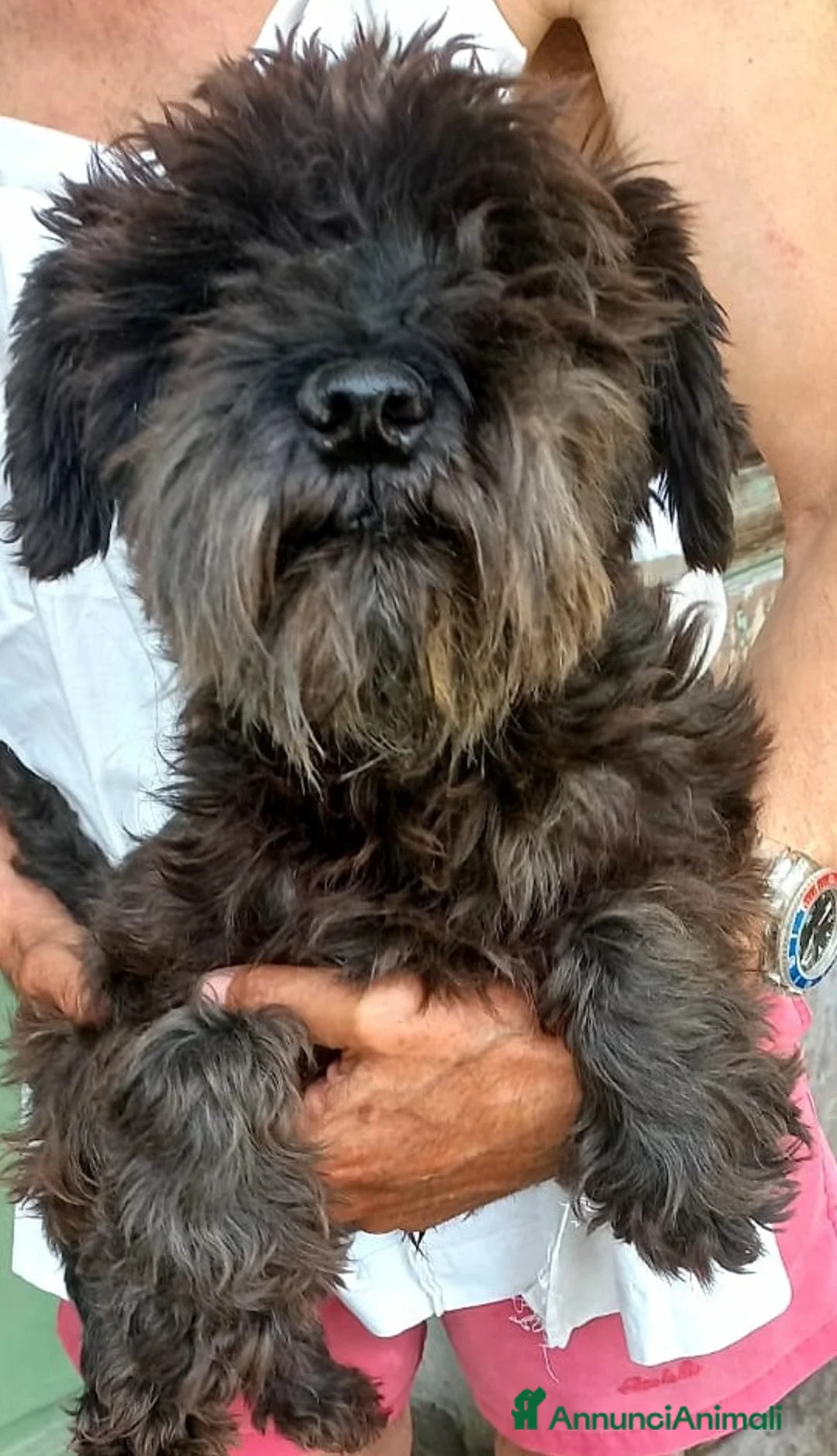 Mini Schnauzer cani in vendita: SCHNAUZER NANO  - Annuncio 2