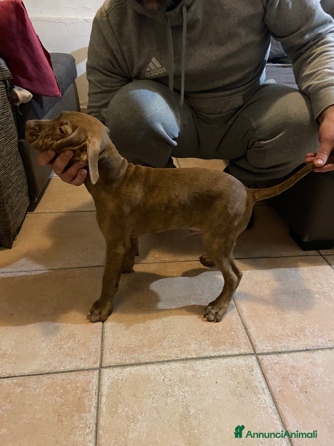 Pitbull cani in vendita: Cuccioli di pitbull adba - Annuncio 7