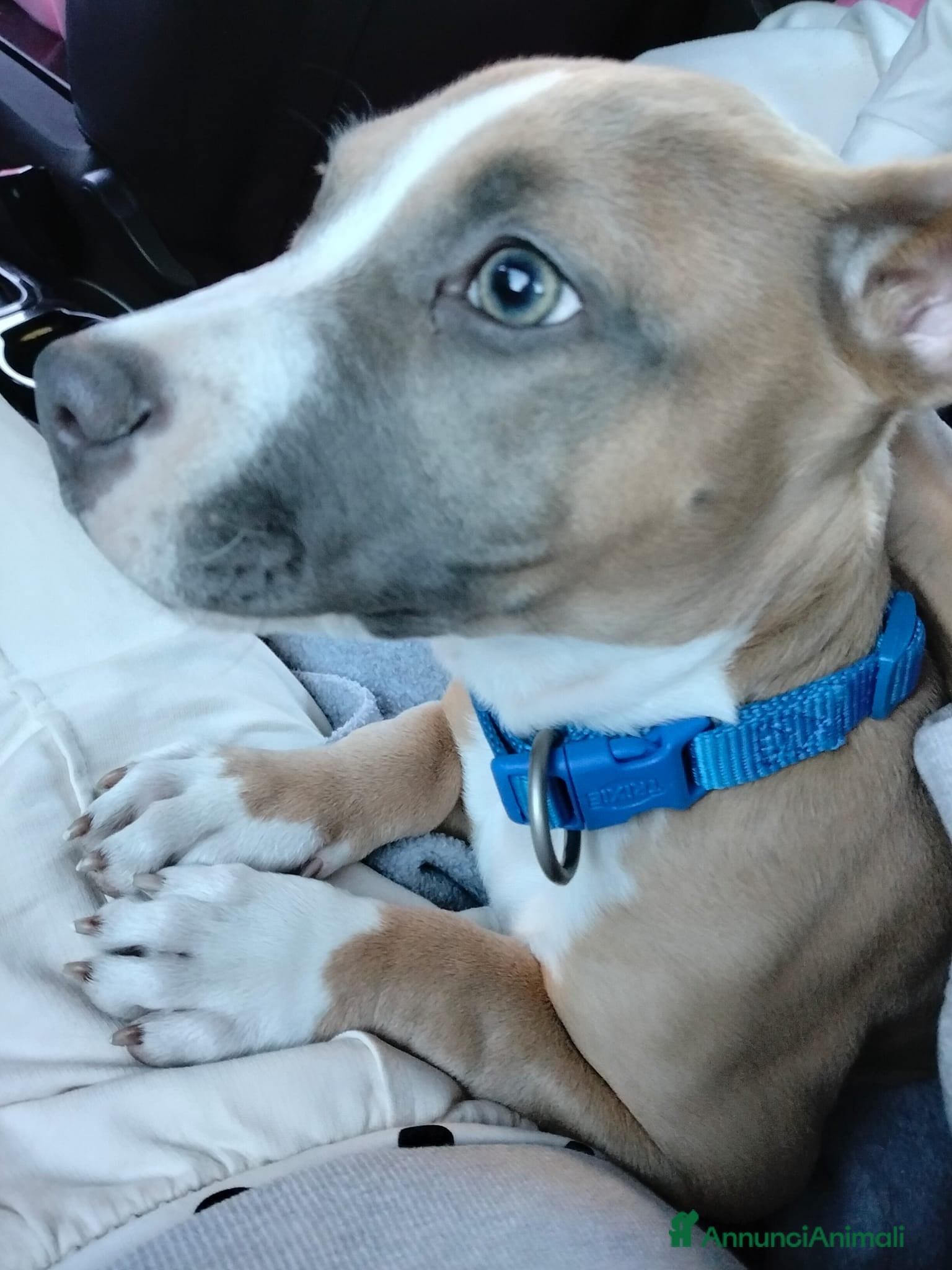 Pitbull cani Pitbull 5 mesi - Annuncio 2