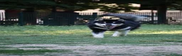 Alaskan Malamute cani per accoppiamento: Alaskan malamute a Provincia di Livorno - Annuncio 5