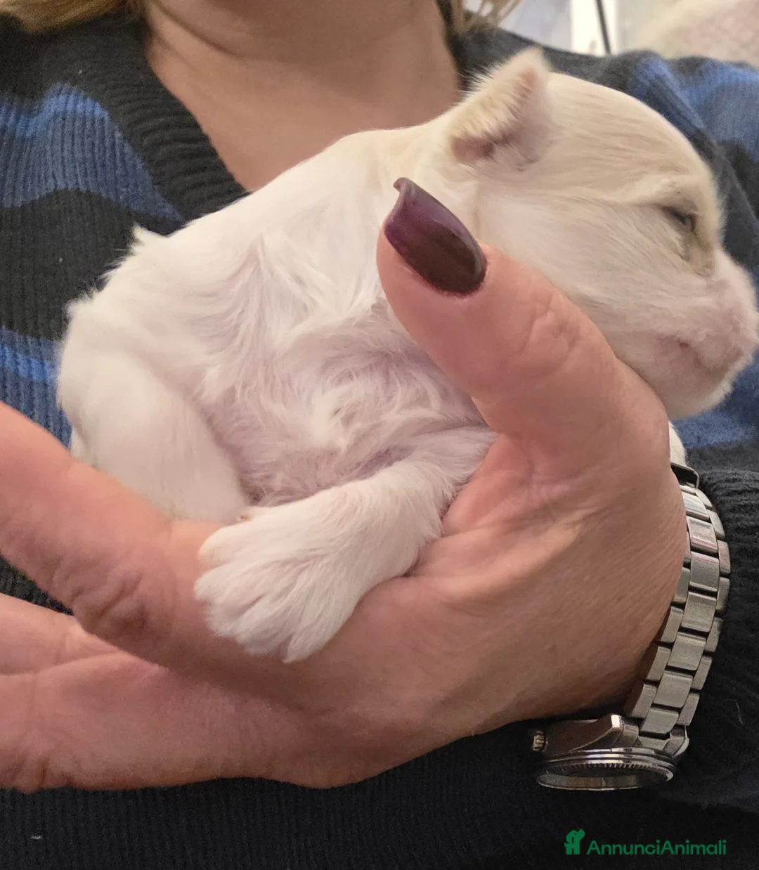 Maltese cani in vendita: Cuccioli di maltese - Annuncio 2