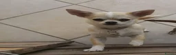 Chihuahua cani in vendita: Maschietti chihuahua pelo corto  - Annuncio 2