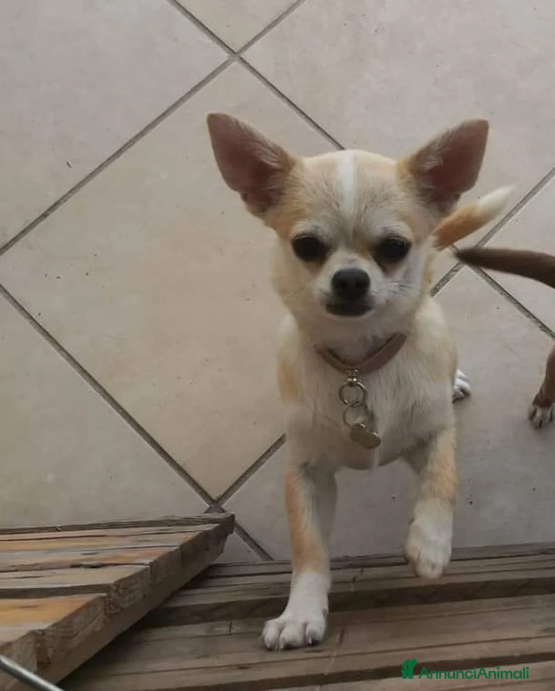 Chihuahua cani in vendita: Maschietti chihuahua pelo corto  - Annuncio 2